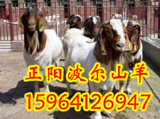 广西贺州波尔山羊养殖场