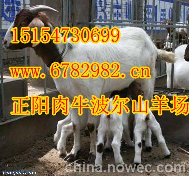 广东珠海波尔山羊养殖场