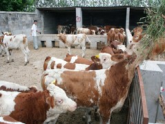 养肉牛的技术如何养肉牛养肉牛效益肉牛