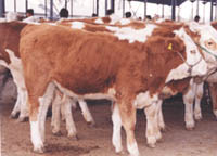 肉牛犊 鲁西黄牛 波尔山羊 养殖技术 量大免费运输