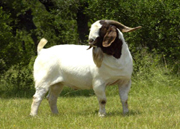 波尔山羊小尾寒羊肉羊养殖品种价格养殖技术行情养殖