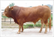 可行性分析报告河北肉牛养殖场广西肉牛养殖场