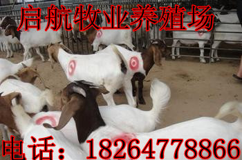 惠州圈养山羊技术