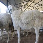 2011年-内蒙古小尾寒羊价格-内蒙古小尾寒羊的价格