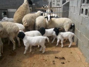 大连肉羊价格最大的肉羊养殖场