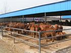 肉牛犊饲养前景行情-山东鲁西黄牛犊养殖基地-种牛犊育肥技术