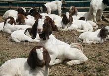 河南信阳哪里有波尔山羊养殖场养山羊基地政府企业