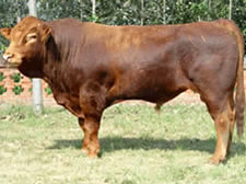 纯种西门塔尔种公牛的市场价格-养肉牛