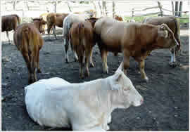 养羊场种牛场种羊场肉羊养殖育肥肉牛