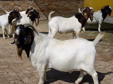 波尔山羊及其杂种羊快速育肥技术波尔山羊可
