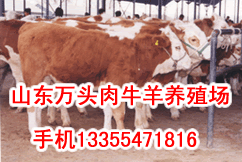 山东省南方种草养肉牛 山东省养肉牛市场前景 山东省发改委扶持养肉牛 山东省怎样科学养秦川肉牛