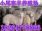 小尾寒羊羊苗价格山西养羊品种