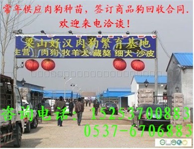 河北沧州哪里有肉狗养殖场养殖基地