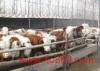 改良牛饲料成本最大农源养牛基地