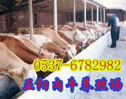 牛的品种肉牛养殖场肉牛养殖