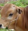 牛养殖肉牛养殖养殖牛的优质品种杂交鲁西黄牛