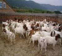 山东牛羊养殖基地-中国牛羊-种牛种羊