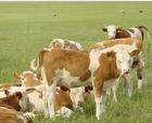 近期肉牛养殖效益肉牛价格分析