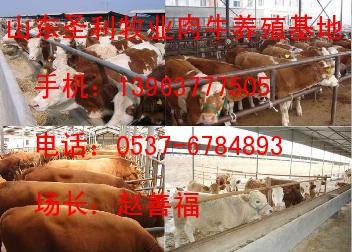 肉牛新上市品种肉牛近期价格分析