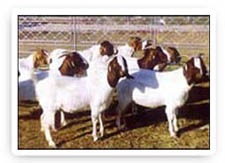 肉牛养殖畜牧养殖场波尔山羊品种