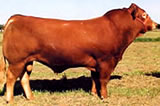 肉牛养殖肉牛价格中国肉牛网肉牛养殖技术肥育周期肉牛的工作