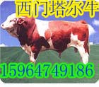 肉牛养殖 良种肉牛基地 肉牛养殖效益 肉牛价格 养牛