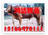 西门塔尔牛养殖技术 西门塔尔牛的价格 鲁西黄牛的价格 种羊价格 种牛价格