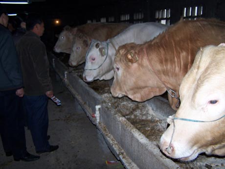 2-3-4-个月的利木赞牛多少钱肉牛价格