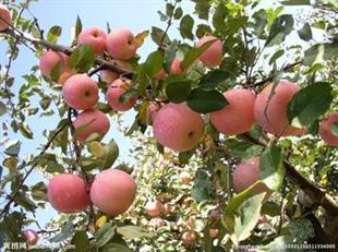 山东哪里苹果便宜红富士批发种植基地最便宜
