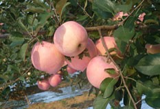 山东批发苹果06元一斤红富士苹果批发价格