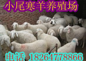 肉羊价格肉羊品种批发