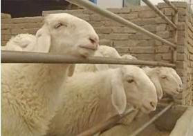 养羊成本与利润养殖业发展启航牧业帮你创业