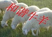 小尾寒羊养殖场-专业从事小尾寒羊饲养技术