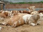 肉牛养殖小区建设方案 如何搭建肉牛养殖 中国最大最规范肉牛养殖场辽宁肉牛养殖场