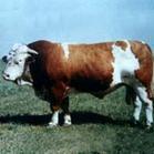 肉牛养殖成本核算 肉牛养殖成本 紧急出售种公牛奶牛肉牛育肥牛