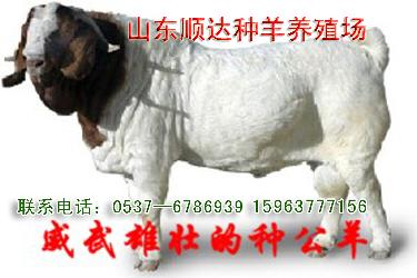 中国肉牛网山东养殖业肉牛养殖技术 山东肉牛养殖场北京万头肉牛养殖场