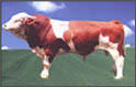 山东家蓄养殖良种西门塔尔牛繁育基地 肉牛基地肉牛养殖场