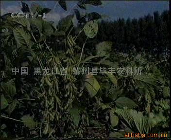 供应毕丰1号毛豆种