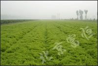 北京佛甲草垂盆草屋顶绿化技术合作