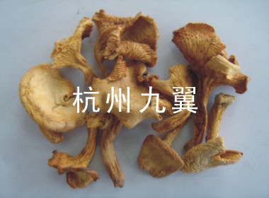 鸡油菌