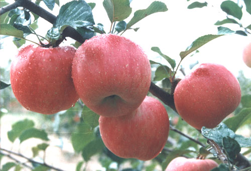 陕西红富士苹果