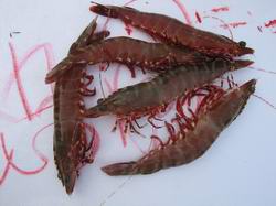 红脚虾