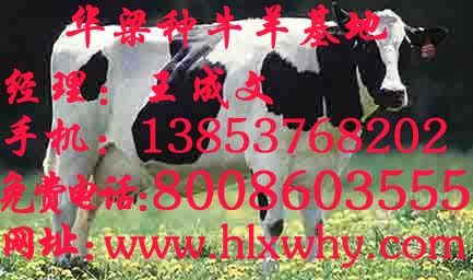 华梁牧业中国买卖牛羊供求网畜牧网牛羊养殖供求信息江苏肉牛羊养殖基地