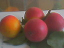 供应世界稀有品种— —苹果红杏树苗