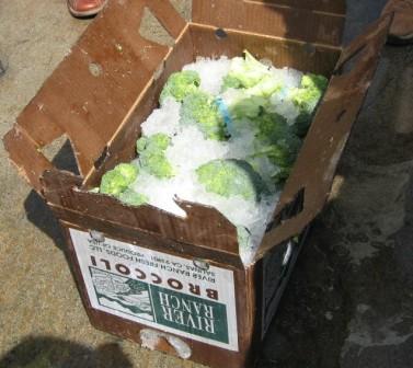 Broccoli, precooled by Ice Injector