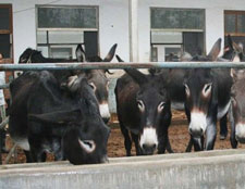 贵州养驴场在哪里 贵州哪里卖肉驴 贵州肉驴养殖基地