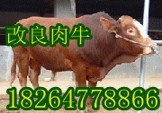 甘肃肉牛养殖场-牛价格