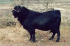 肉牛的选择方法养牛效益分析养牛技术养牛利