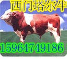 养殖-牛养牛肉牛养殖肉牛效益西门塔尔牛