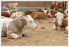 山东肉牛肉牛品种养殖基地肉牛养殖肉牛肉牛犊价格中国肉牛
